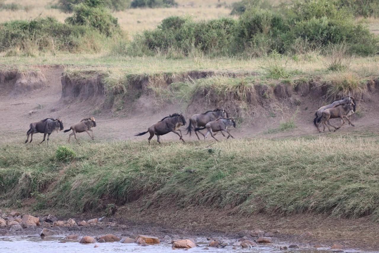 Sand River Gate 1 Sand River Gate guide: wildebeest climbing a riverbank in the Serengeti