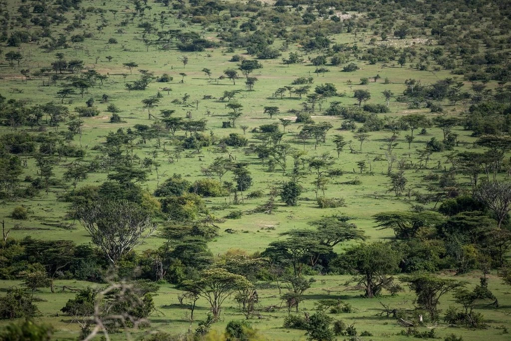 Talek Gate 1 Talek Gate guide: green grassland and acacia woodland seen from a hill