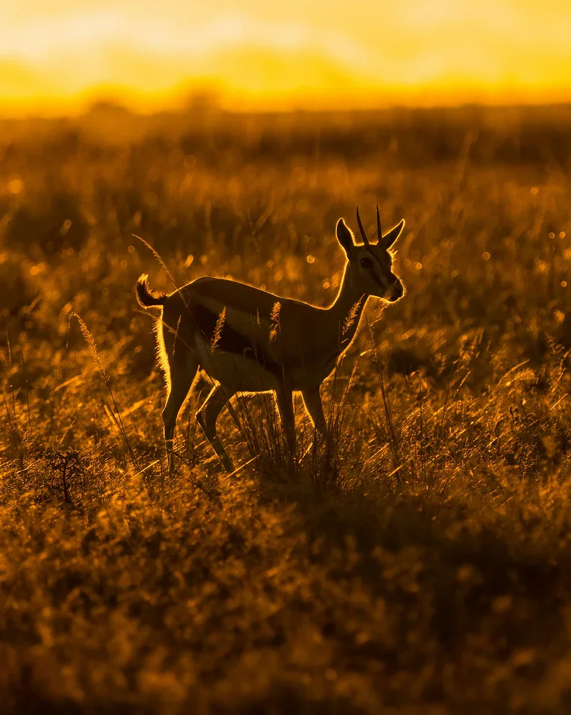 A gazelle standing in glowing golden grass at sunrise in the Maasai Mara