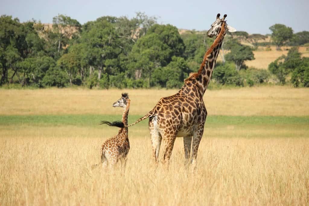 An adult giraffe and a young giraffe standing in golden grass in front of a line of trees