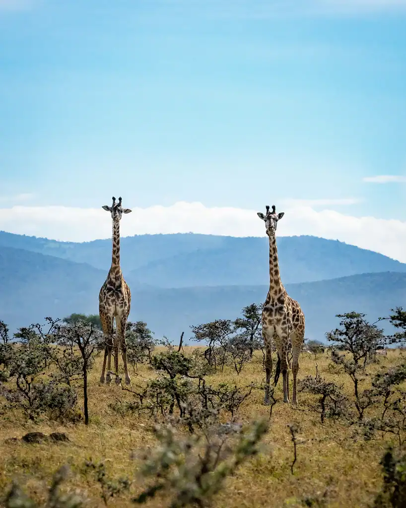 Two giraffes standing among bushes with blue hills behind them