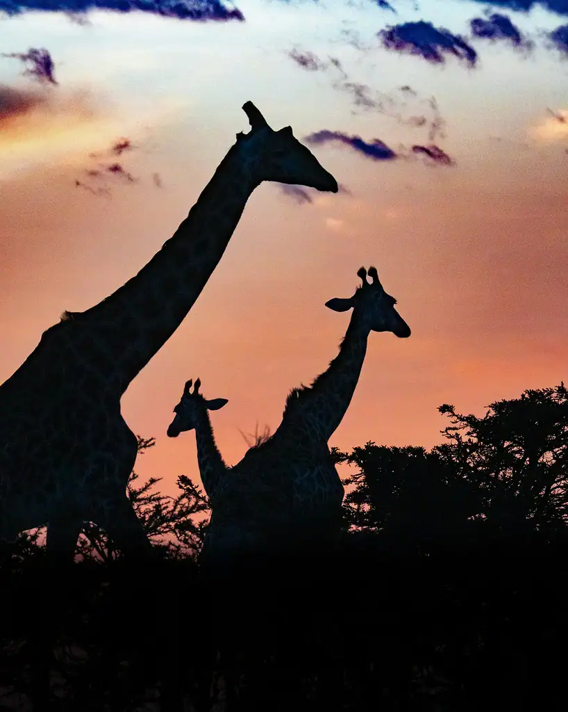 Giraffes silhouetted against a pink and orange evening sky in the Maasai Mara