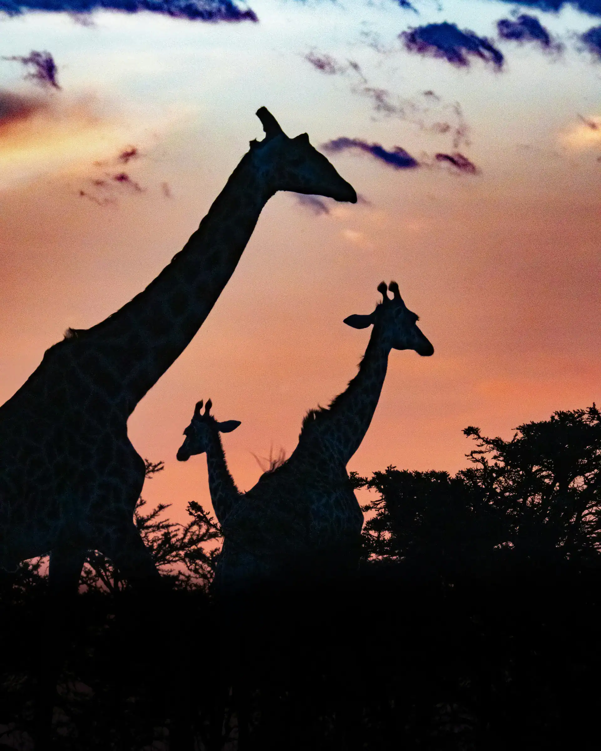 Giraffes at sunset in the wider Maasai Mara, regional context for the Lemek Hills profile
