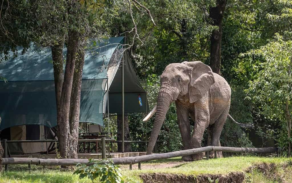 Maasai Mara lodges and camps 15 An elephant beside a canvas guest tent at Governors Camp