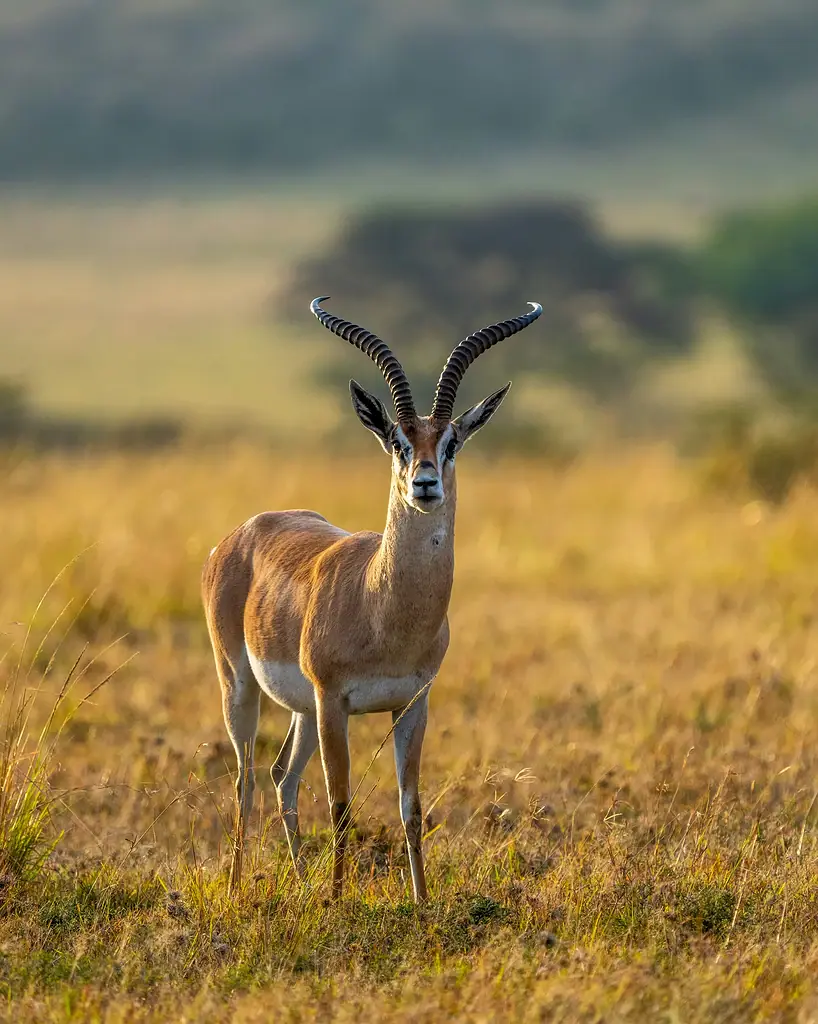 A Grant's gazelle facing the camera on golden grass in the Maasai Mara