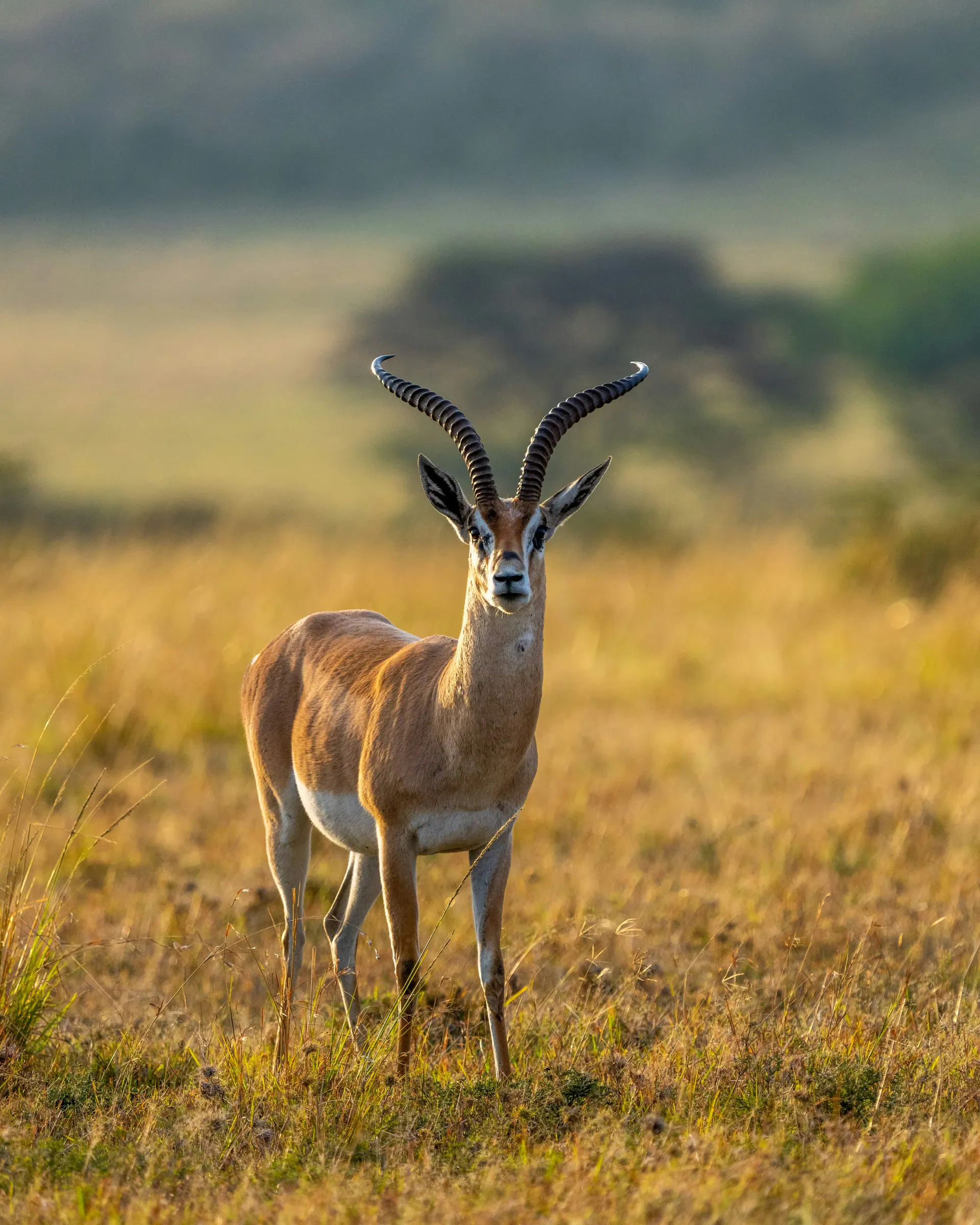 Gazelle facing the camera in golden grass, wider Maasai Mara context for the Nalepomara Lodge profile