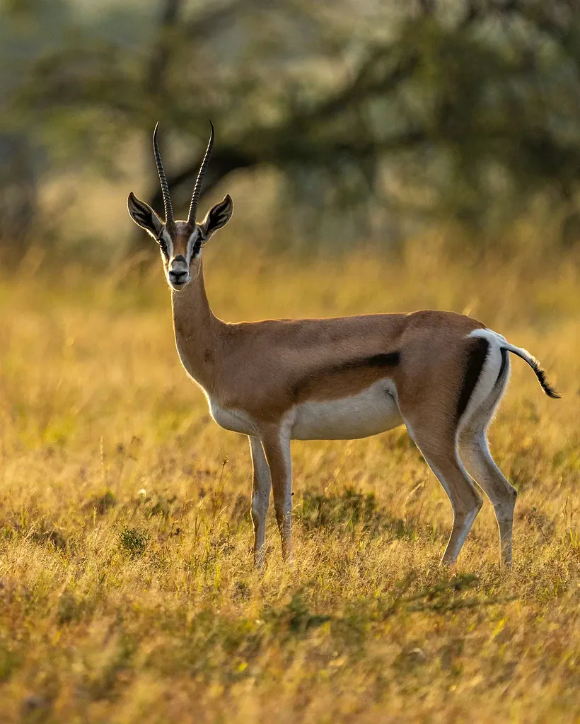 A Grant's gazelle seen side on in golden grass in the Maasai Mara