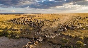Mara Journal 6 Great Migration wildebeest and zebra herd spread across open grassland