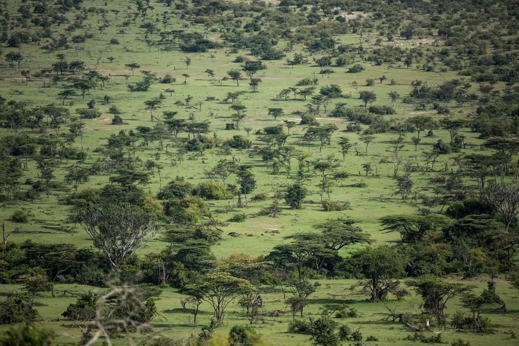 A view from a hilltop over green grassland dotted with acacia trees