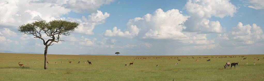 Malaria and vaccinations for a Maasai Mara safari 2 Maasai Mara in May guide: green open plains in the Maasai Mara with a lone acacia and grazing antelope under white clouds