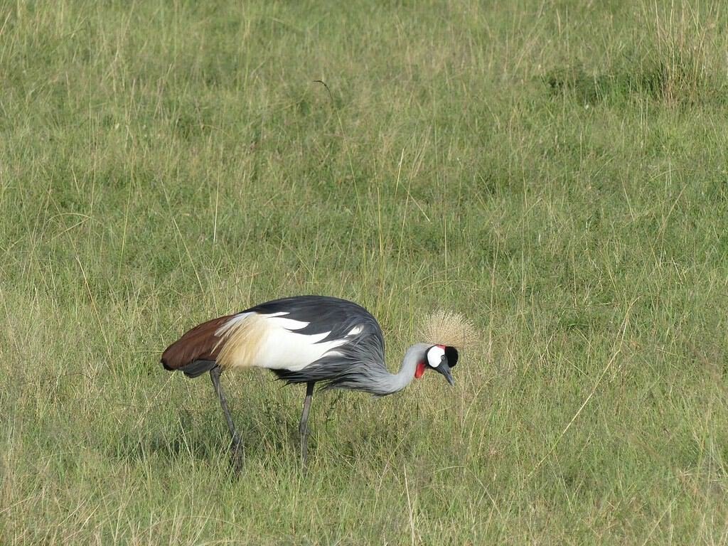 Bird watching in the Maasai Mara 4 Grey crowned crane standing in green grassland in the Maasai Mara