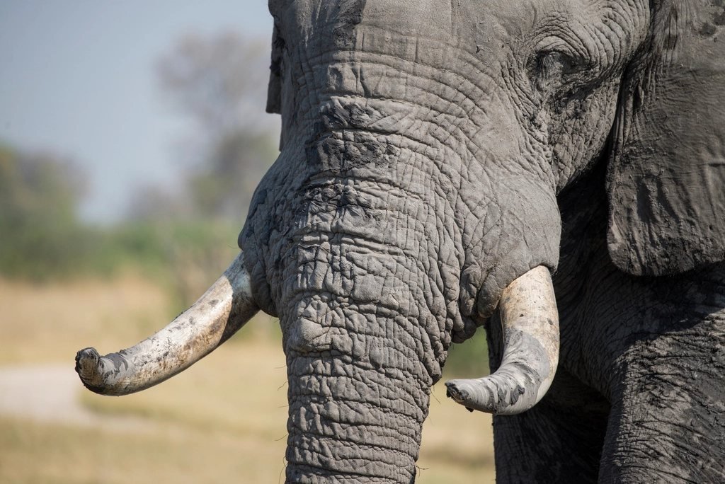 Maasai Mara elephant: 5 essential tips for better viewing 1 African elephant with large ears and trunk; elephant guide