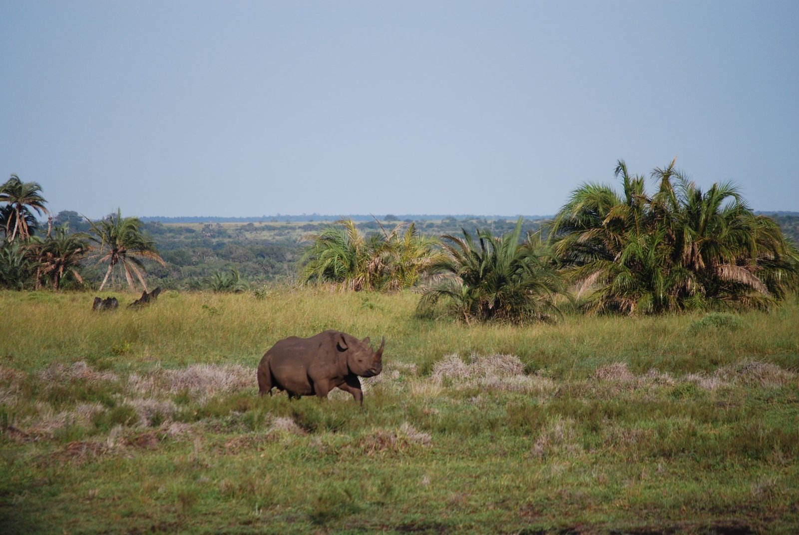 Maasai Mara rhino: 5 essential tips for better viewing 1 Black rhinoceros standing beside low vegetation; rhino guide
