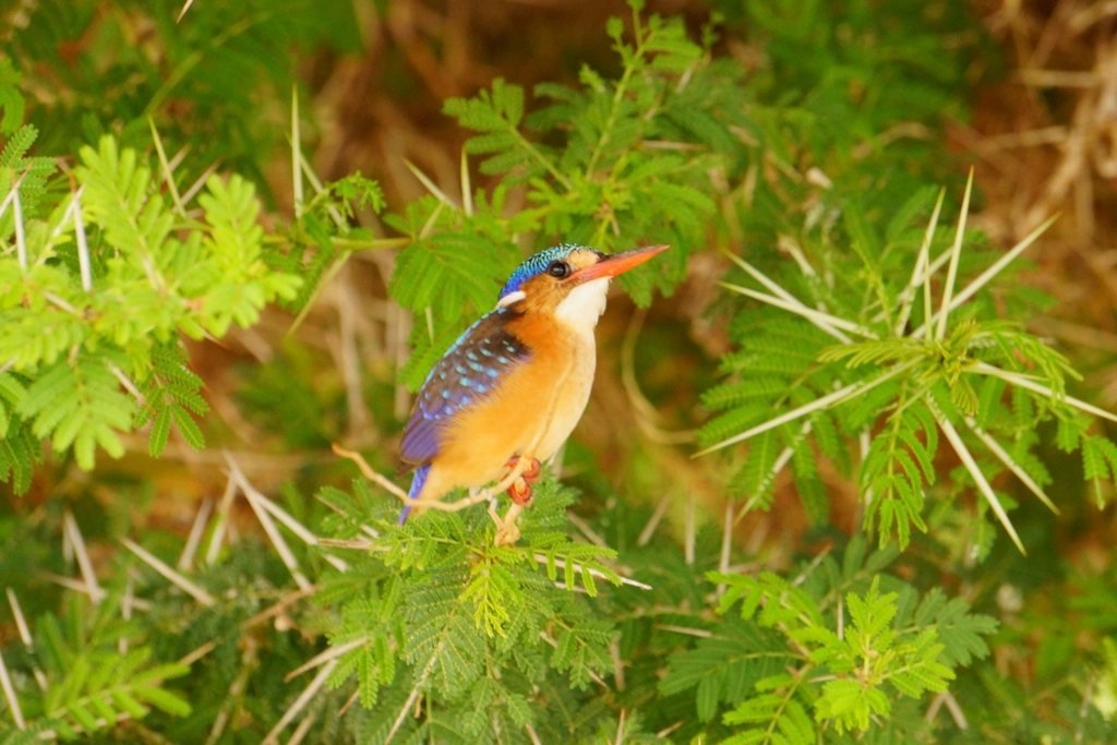 Maasai Mara birds: 5 essential tips for rewarding birding 1 Kingfisher perched on a branch above vegetation; birds guide