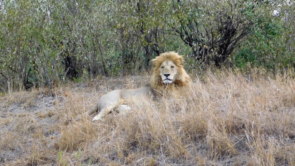 Male lion resting among grass and shrubs; Paradise Plains guide