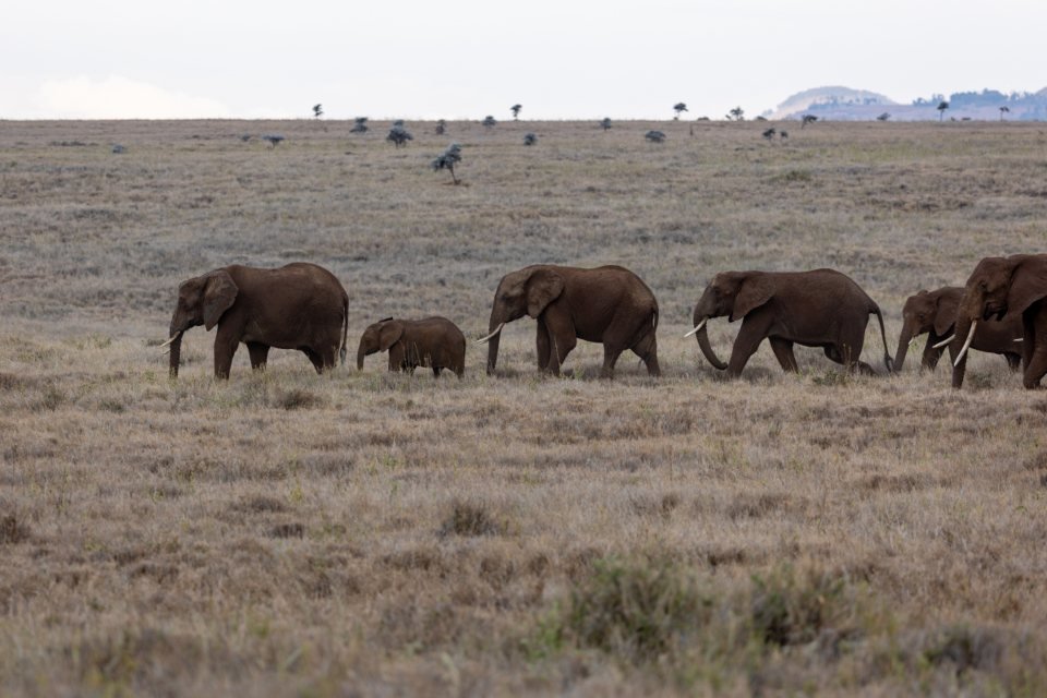 Maasai Mara wildlife: 6 essential guides for better viewing 1 Elephant herd crossing open grassland; wildlife guide