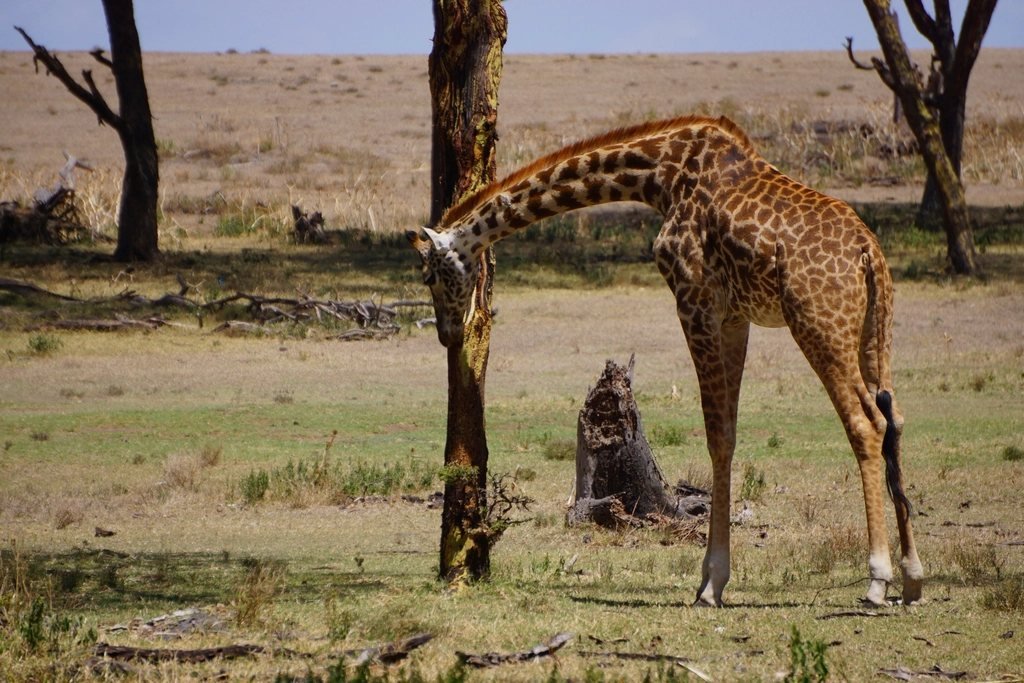 Giraffe beside a tree trunk; Rhino Ridge guide