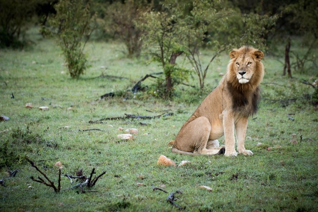 Young male lion sitting beside a leafy tree; Ol Kinyei guide