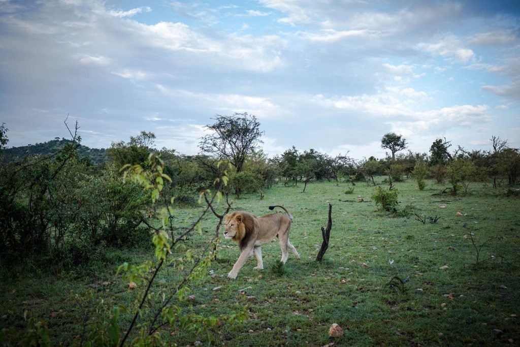 Male lion walking through open woodland; Lemek guide