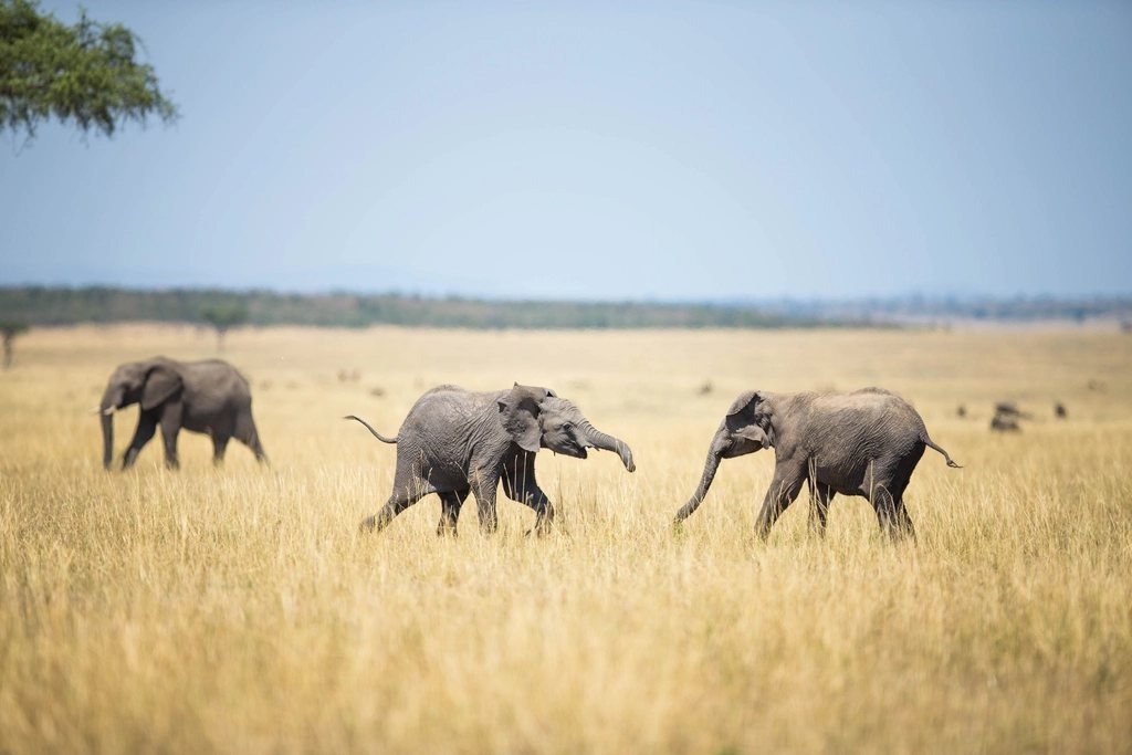 Young elephants interacting in golden grass; Enonkishu guide
