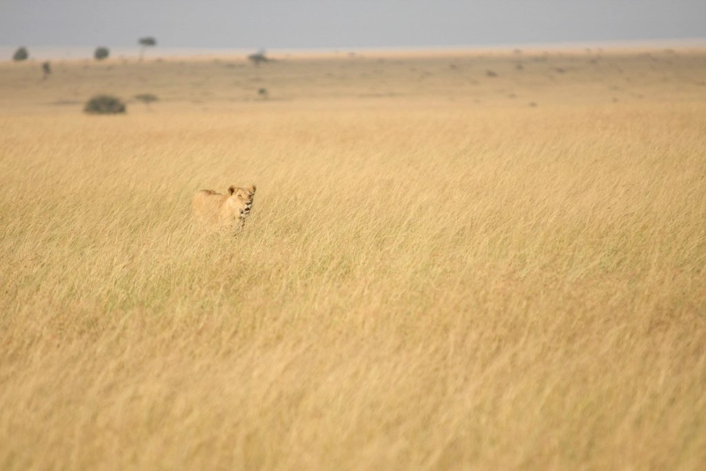Lioness looking out through tall grass; Olderkesi guide