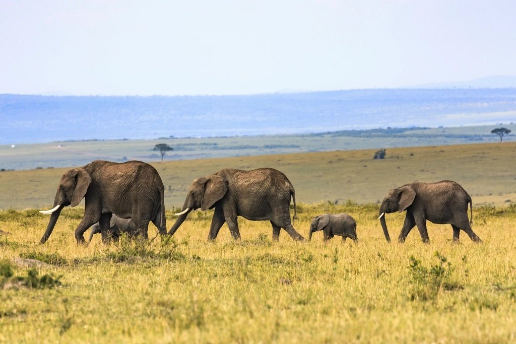 Elephant family walking through open grassland; accessible safari guide