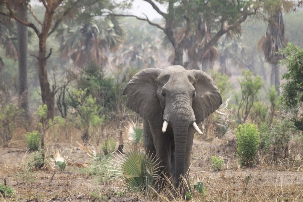 African elephant standing beside woodland; solo female travel guide