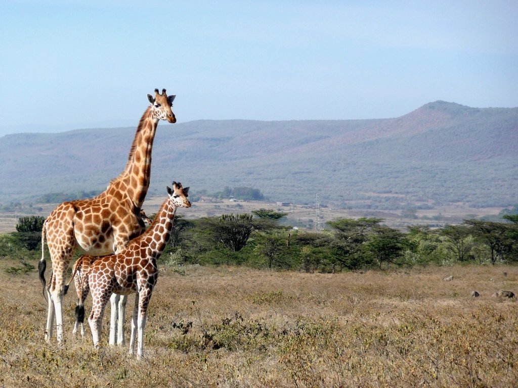 Adult and young giraffe standing together in grassland; Maasai Mara couples safari guide