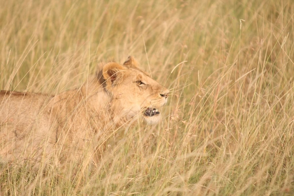 Maasai Mara lion: 5 essential tips for better viewing 1 Lioness among long golden grass; lion guide
