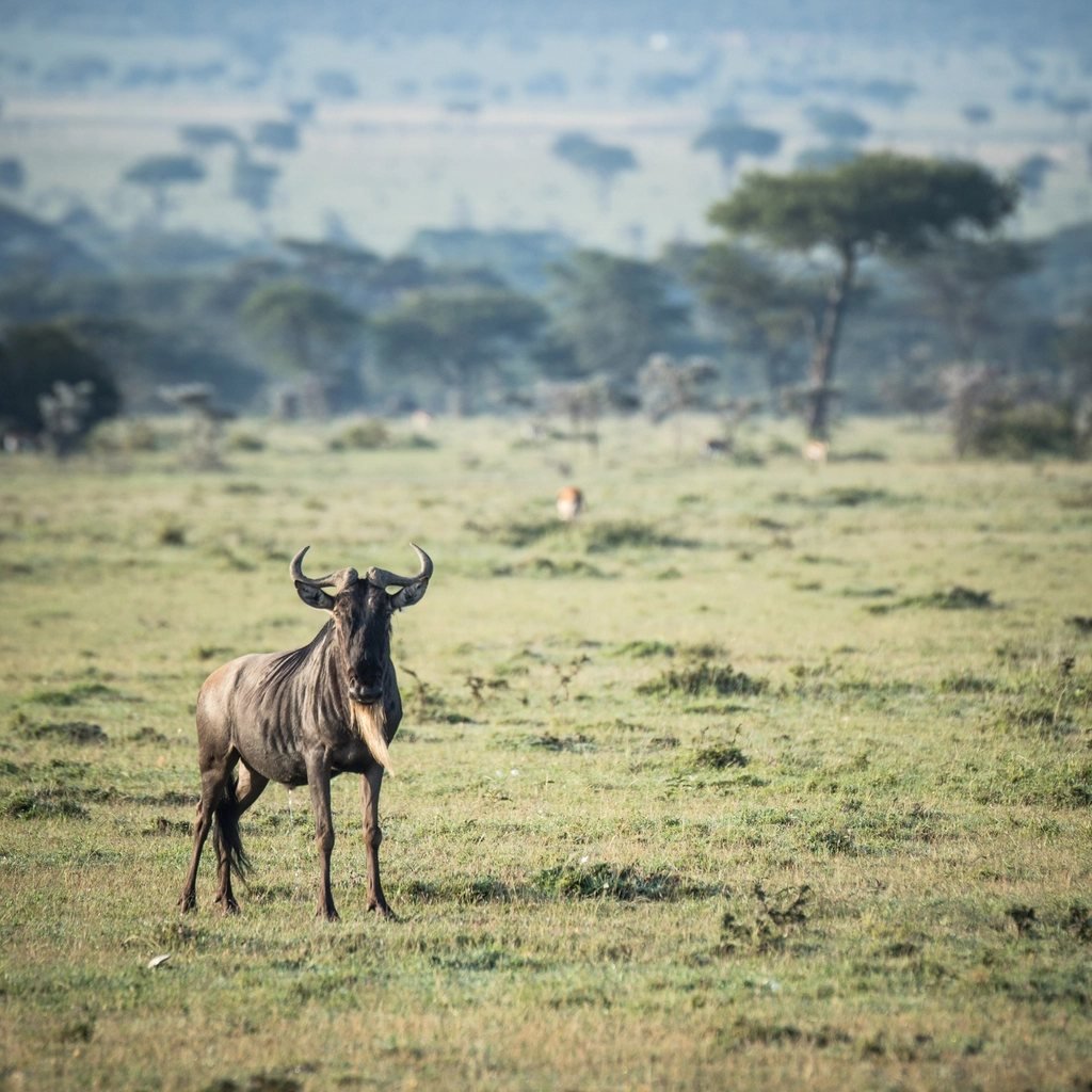 Sekenani–Keekorok corridor: 5 essential tips for better visits 1 Wildebeest standing in open grassland; Sekenani–Keekorok guide