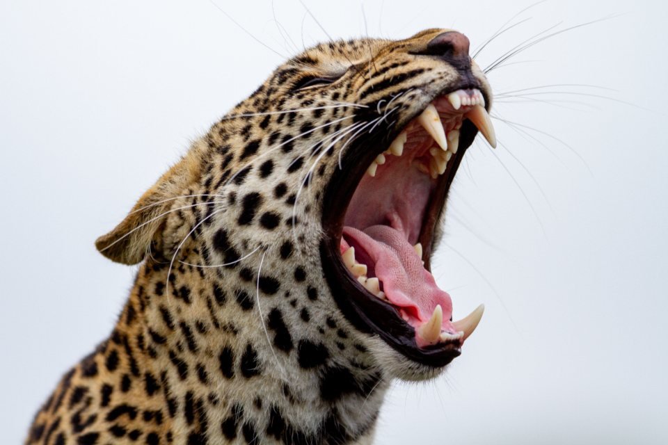Leopard showing its rosette-patterned coat and open mouth; leopard guide