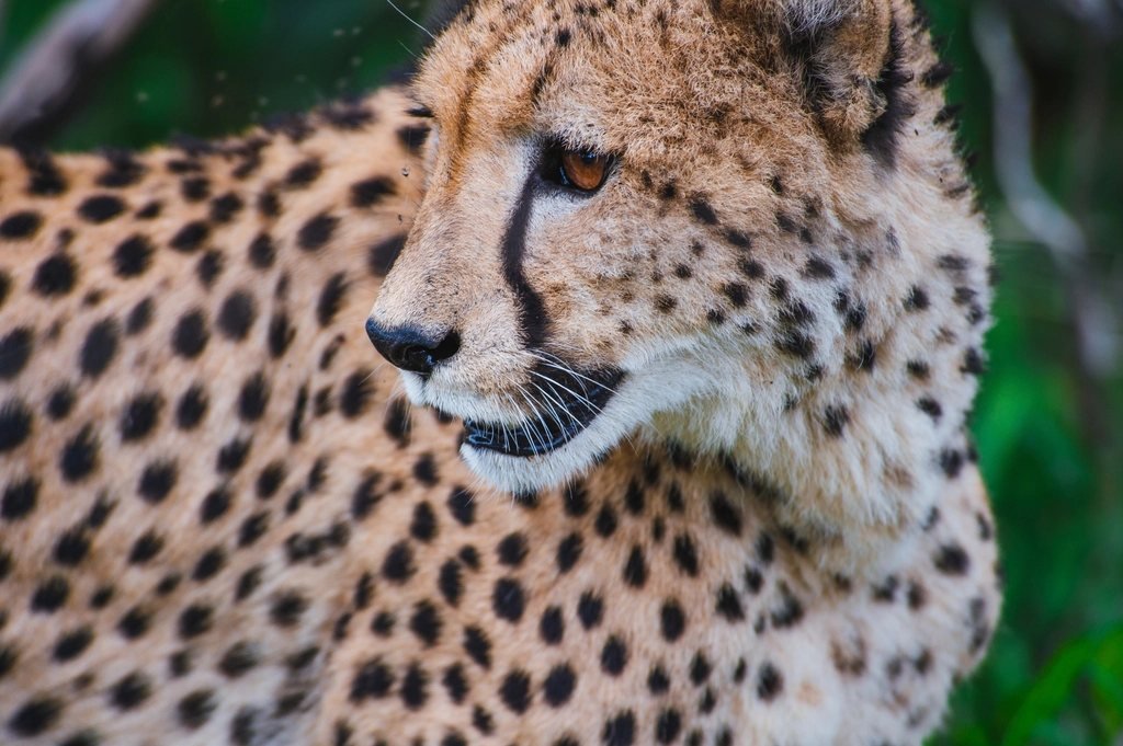 Cheetah with black facial tear marks and spotted coat; cheetah guide