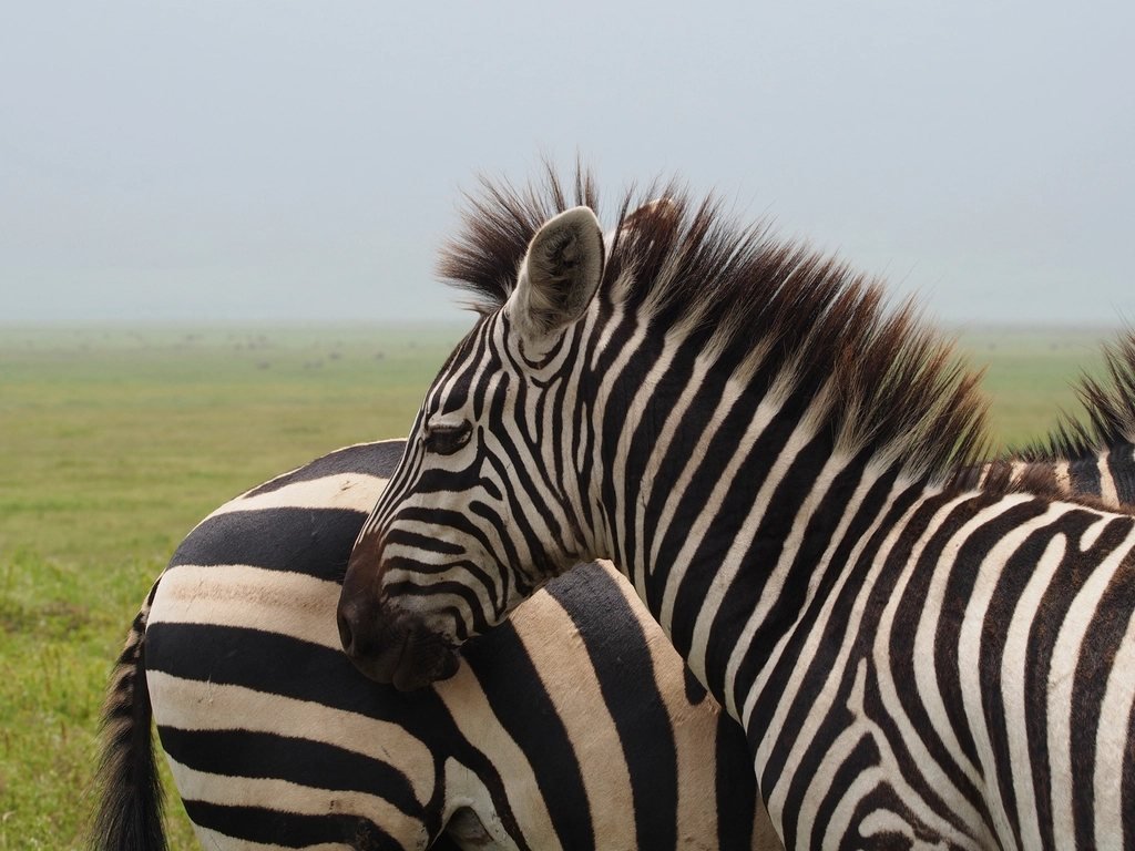 Mara Triangle vs main Reserve: 5 clear essential differences 1 Zebras standing together in a grassland wildlife photograph; main Reserve guide
