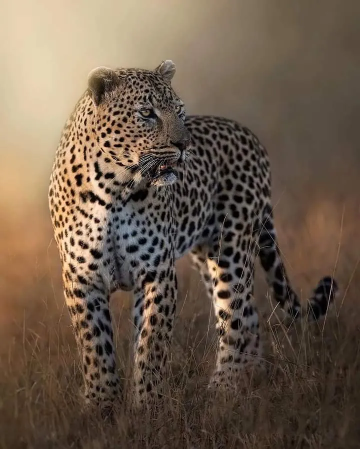 Maasai mara safety guide: leopard standing alert in dry grass