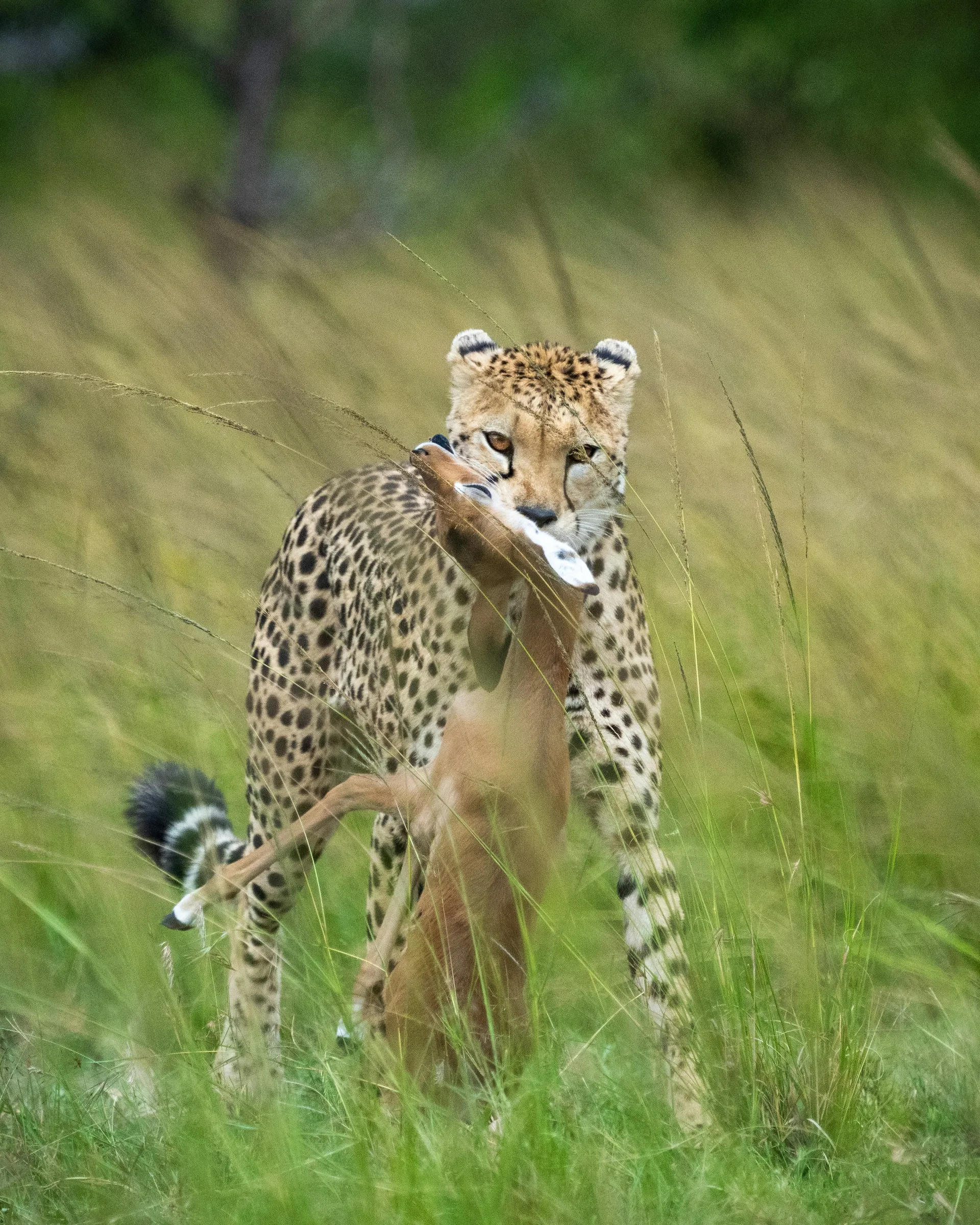Maasai mara vs serengeti guide: cheetah carrying a young antelope through green grass