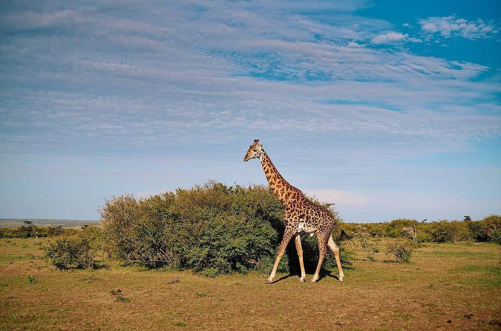 A giraffe walking past green bushes on the open plains of the Maasai Mara