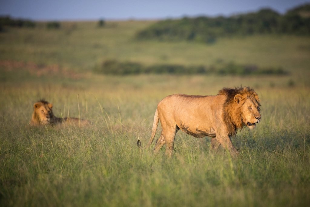 Malaria and vaccinations for a Maasai Mara safari 1 Malaria guide: male lion walking through savannah grass with another lion behind