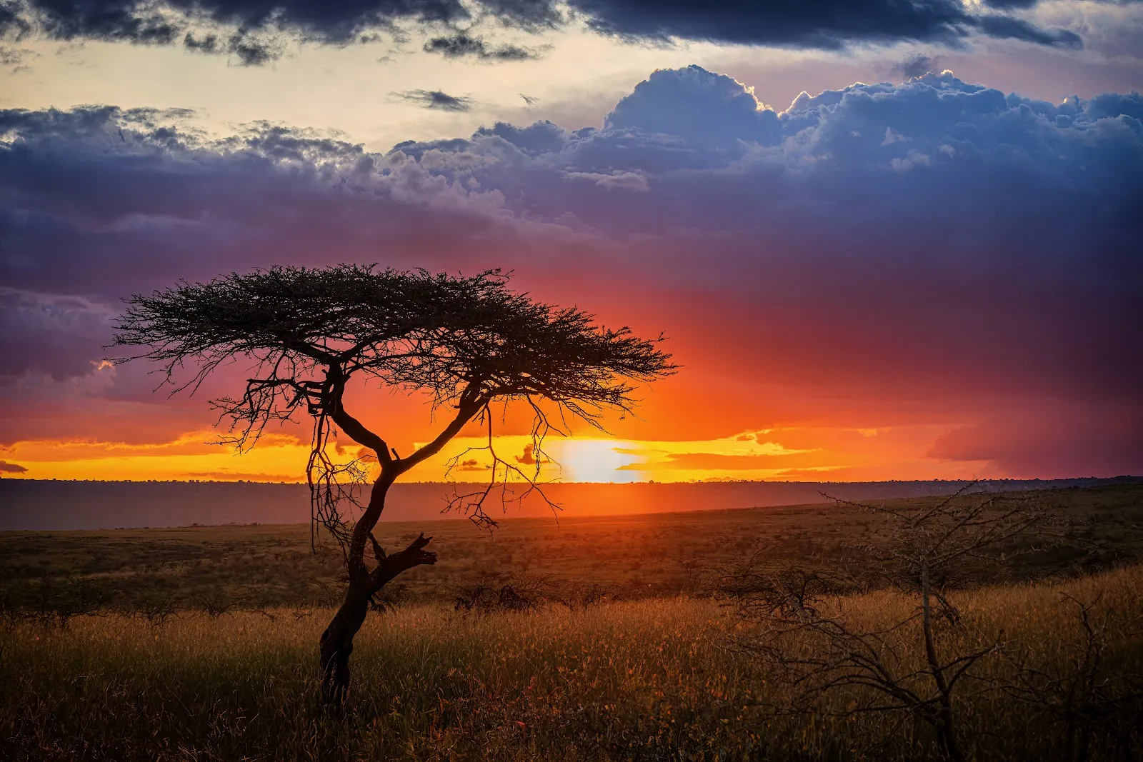 Maasai mara on a budget guide: acacia tree over open grassland at sunset