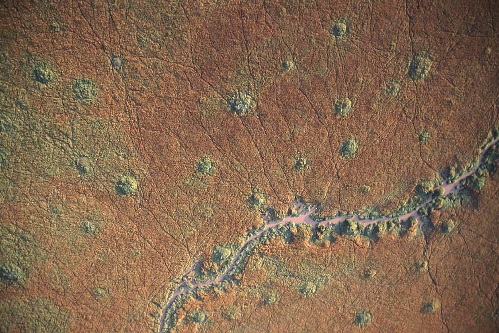 Aerial view of branching animal trails across grassland beside a winding watercourse