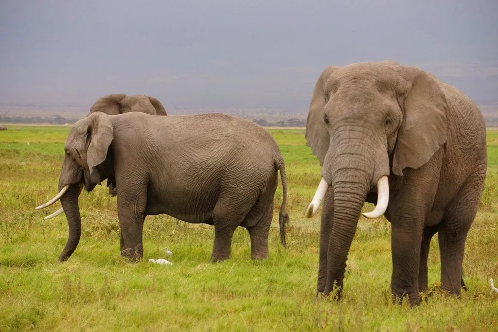 amboseli naivasha maasai mara safari: Elephants standing on green grass in Amboseli