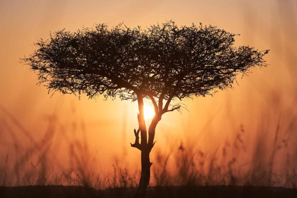 Acacia tree at sunset in the Maasai Mara landscape