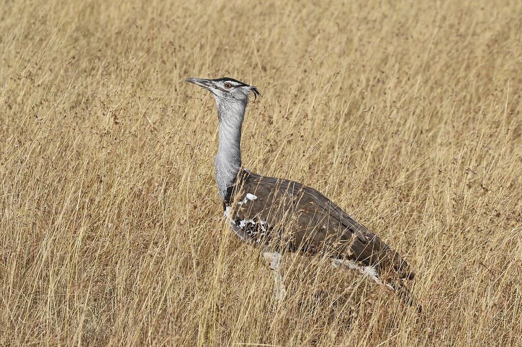 Bird watching in the Maasai Mara 2 Kori bustard standing in long dry grass in the Maasai Mara