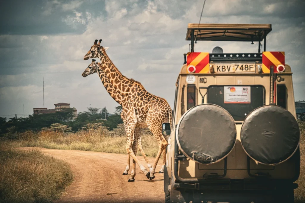 Land Cruiser Hire in Maasai Mara with a Professional Guide 3 Giraffes beside a Toyota safari Land Cruiser on a dirt track in Kenya