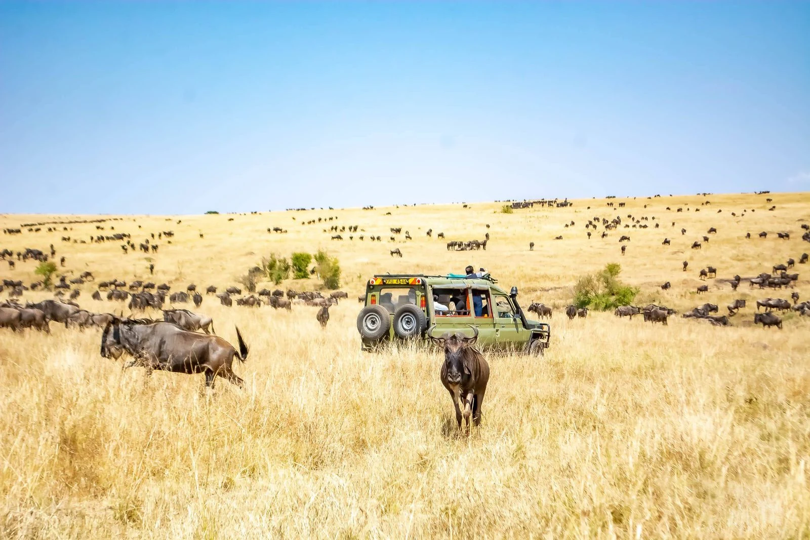 Land Cruiser Hire in Maasai Mara with a Professional Guide 1 Safari Land Cruiser surrounded by wildebeest on the Maasai Mara plains