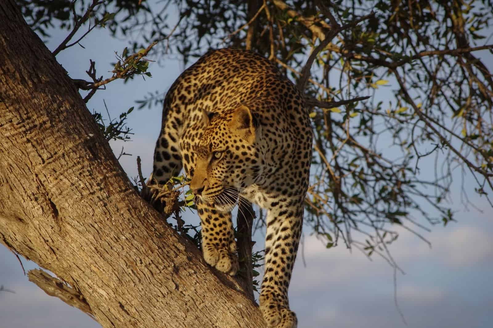 Discover the Maasai Mara 4 Maasai Mara in October guide: a leopard climbing head first down a tree trunk in late-afternoon light