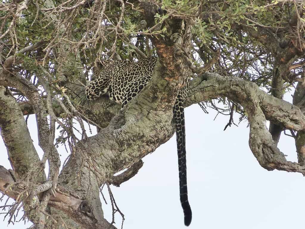 Big 5 in the Maasai Mara 3 A leopard resting along a tree branch, with its tail hanging down, in the Maasai Mara