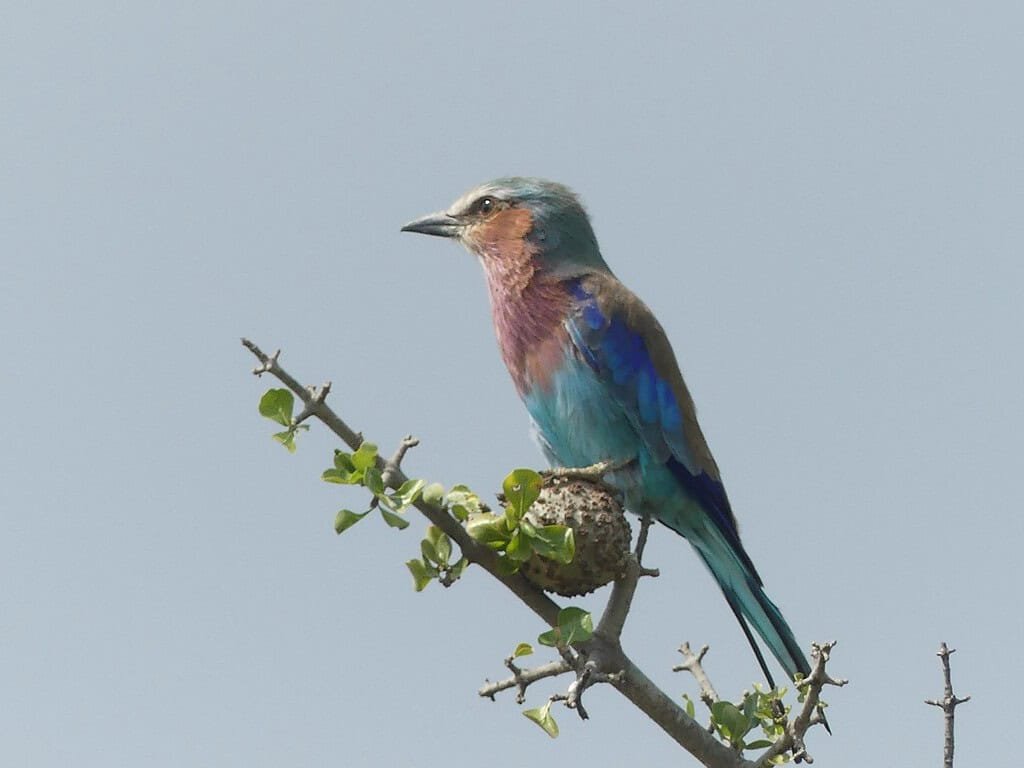 Bird watching in the Maasai Mara 3 Lilac-breasted roller perched on an acacia twig in the Maasai Mara