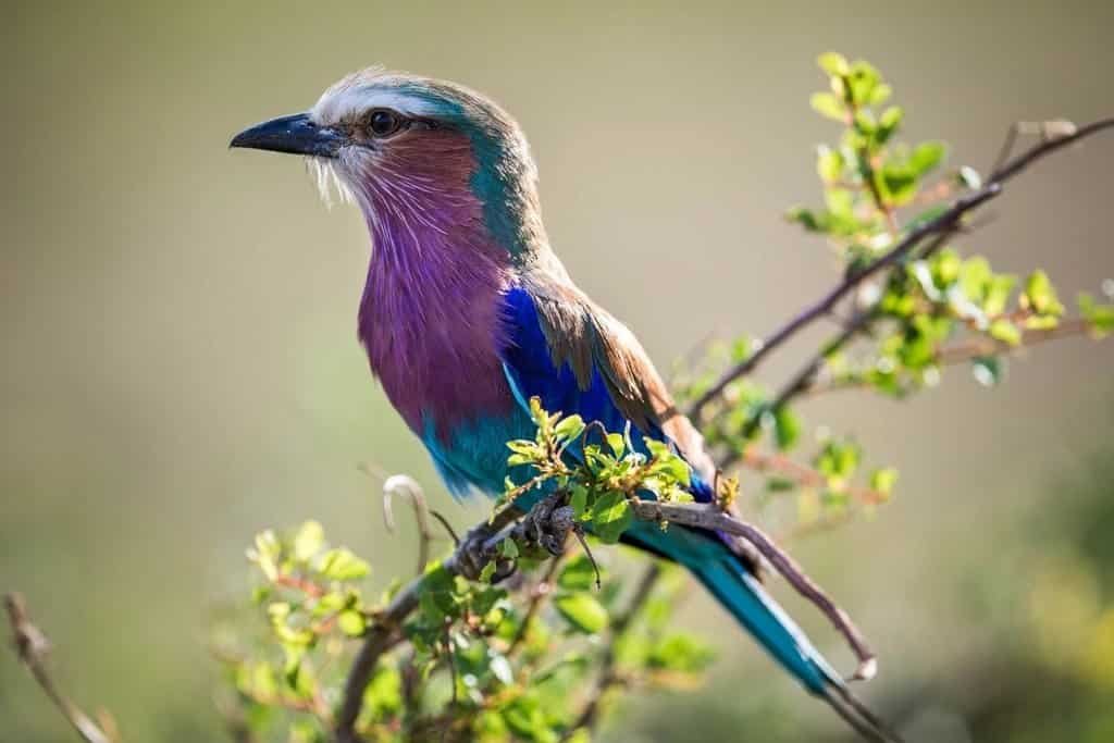 A lilac-breasted roller perched on a leafy branch