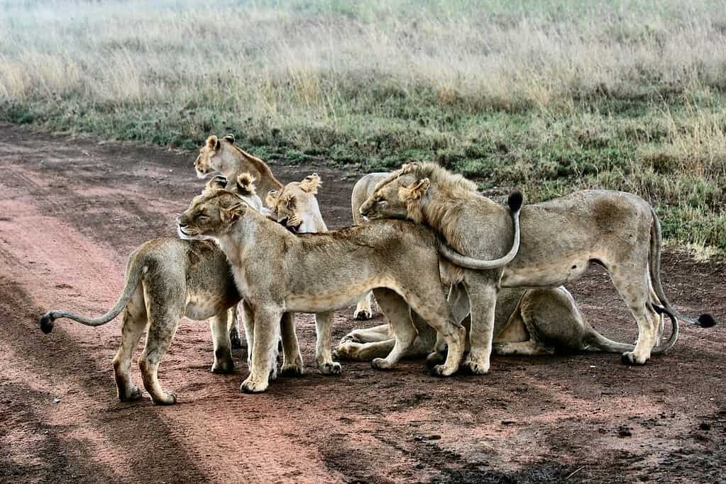 A pride of lions greeting each other on a muddy red-earth track beside long grass