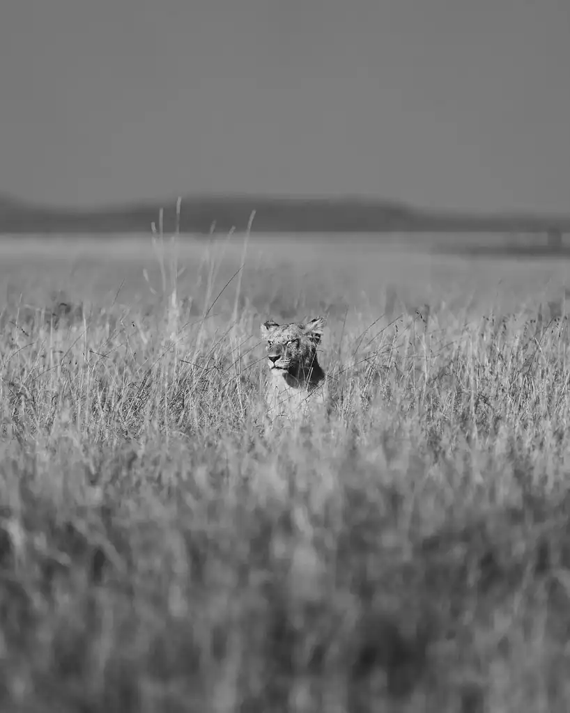 A lioness's head just showing above long grass in the Maasai Mara, in black and white
